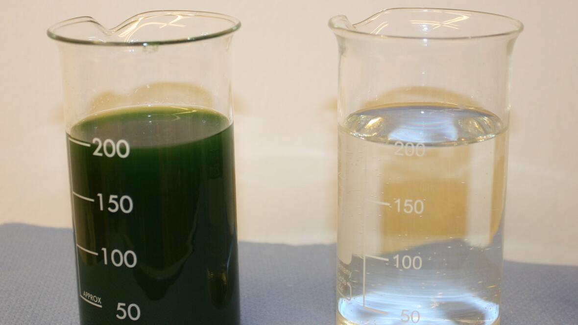 gruene-algen-ungefiltert-und-gefiltert